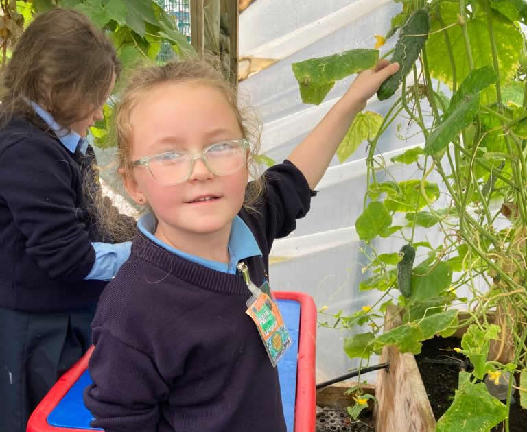 Pupil with courgette grown in greenhouse