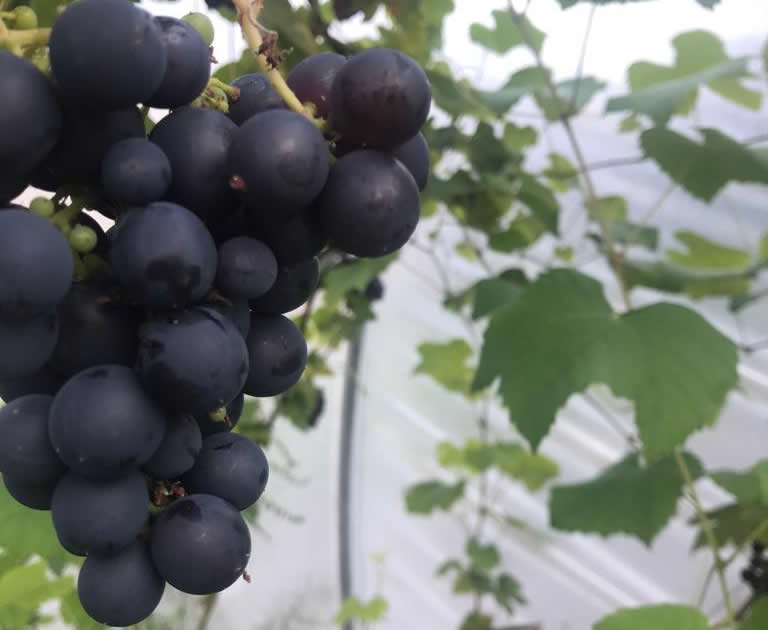 Grapes