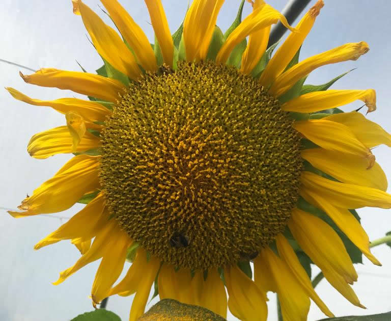 Sunflower